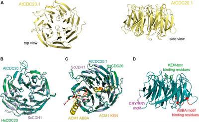 Biochemical, biophysical, and functional characterisation of the E3 ubiquitin ligase APC/C regulator CDC20 from Arabidopsis thaliana